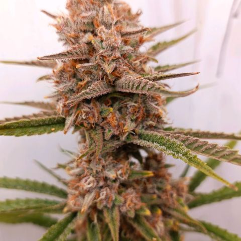 Gorilla Cookies Auto growlog timeline photo