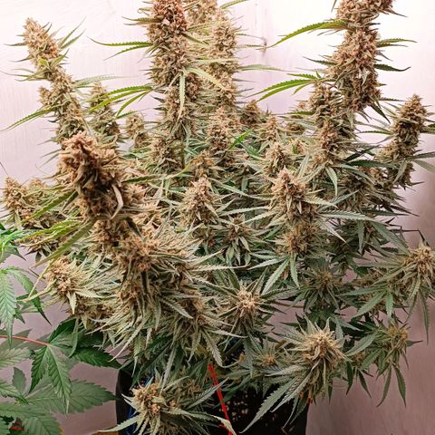 Gorilla Cookies Auto growlog timeline photo