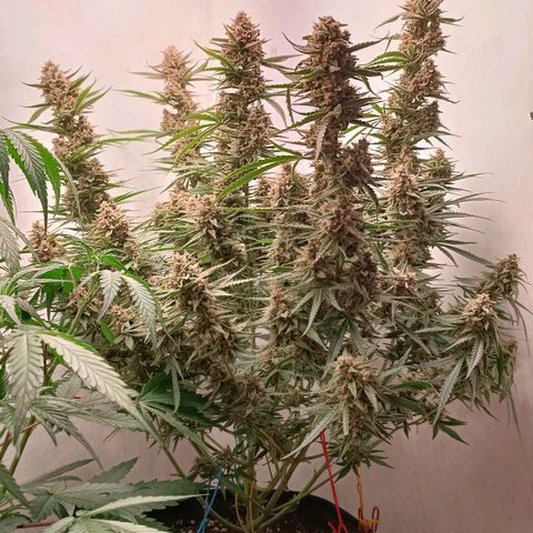 Gorilla Cookies Auto growlog timeline photo