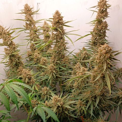 Gorilla Cookies Auto growlog timeline photo