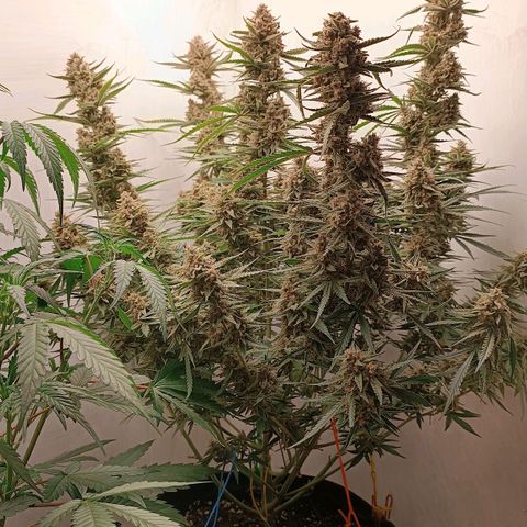 Gorilla Cookies Auto growlog timeline photo