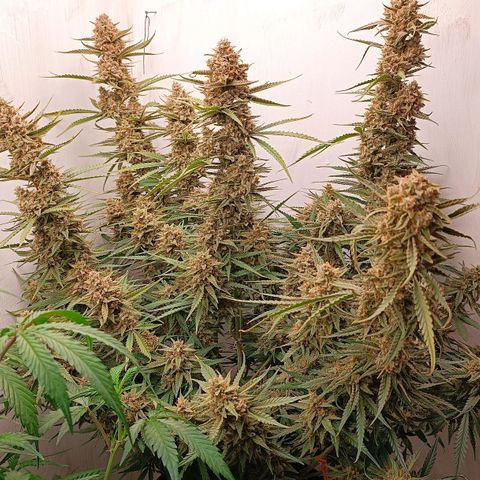 Gorilla Cookies Auto growlog timeline photo