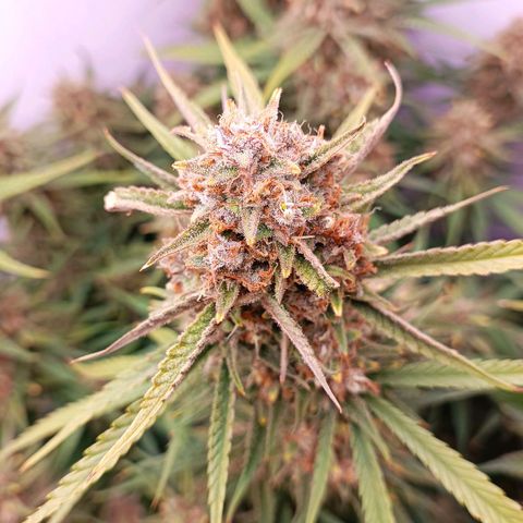 Gorilla Cookies Auto growlog timeline photo