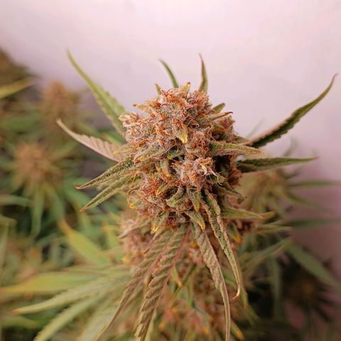 Gorilla Cookies Auto growlog timeline photo