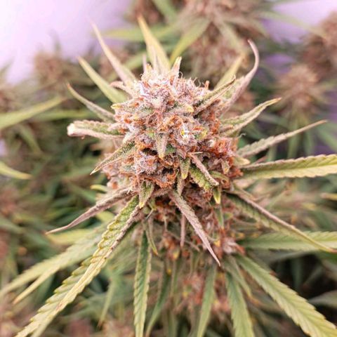Gorilla Cookies Auto growlog timeline photo