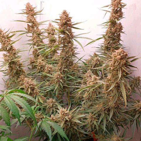 Gorilla Cookies Auto growlog timeline photo