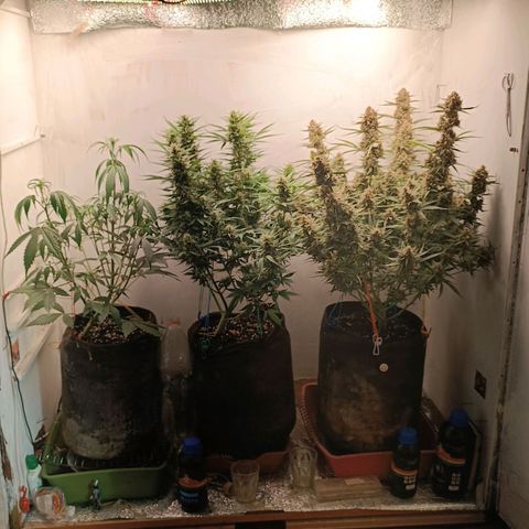 Gorilla Cookies Auto growlog timeline photo