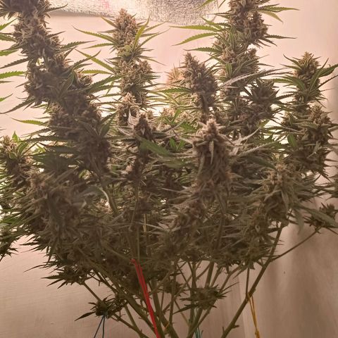 Gorilla Cookies Auto growlog timeline photo