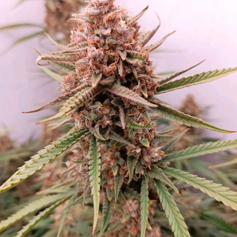 Gorilla Cookies Auto growlog timeline photo