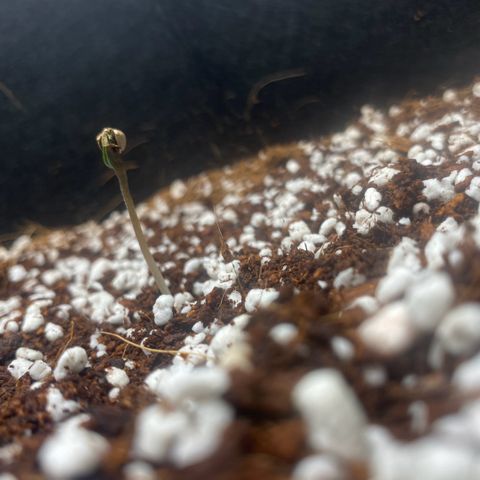 Super Sensi Star growlog photo: Hypocotyl ~1 3/8” (3.5 cm) tall, pale, straightened more. Cotyledons still closed/folded in husk. No true leaves. Soil damp – no water added.
