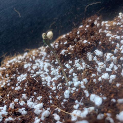 Super Sensi Star growlog photo: 7:00 PM