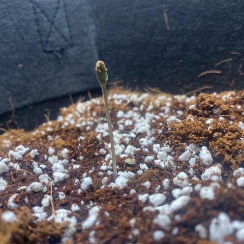 Super Sensi Star growlog photo: Date: January 22, 2026 (late night)
Stage: Day 5 post-transplant / Day 2–3 sprout
Plant Update: Hypocotyl now 1 13/16” (~4.6 cm) tall. Seed cap removed (was loose). Cotyledons still closed/folded. Stem pale but healthy. No true leaves yet. Soil still damp – no water added today (~500 mL Cal-Mag feed earlier).
Environment: Temp ~21–24°C, RH ~70–72%, VPD ~0.70 kPa (ideal). Light 30” away, Time Slot 18/6.
Actions: Seed cap gently removed. Humidifier/refilled.
Plan: No water tonight. Morning check: Cotyledon opening/greening? Stretch? Soil top dry? (Pic + GGS screenshot).