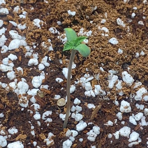 Super Sensi Star growlog photo: 3:00 PM Photos
Note little pale spot