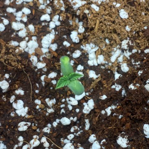 Super Sensi Star growlog photo: 3:00 PM Photos
Note little pale spot