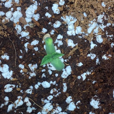 Super Sensi Star growlog photo: 3:00 PM Photos
Note little pale spot