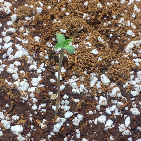 Super Sensi Star growlog photo: 3:00 PM Photos
Note little pale spot