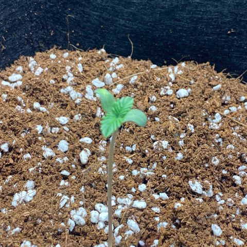 Super Sensi Star growlog photo: Date: January 24, 2026 (12:30 PM)
Strain: Super Sensi
Medium: GROW!T coco coir + Growwbetter perlite (70/30)
Pot: Fabric pot
Stage: Day 7 post-transplant / Day 4 sprout
Environment (latest ~12:30 PM):
• Air Temp: ~21–24°C
• Air Humidity: ~70% (Targeting 0.7-0.8 kPa VPD)
• Light: SF1000 EVO – Adjusted to 24 inches (was 30"), Intensity: 40%
• Schedule: 18/6 (06:00 AM – 12:00 AM)
Plant Update:
• Height: Now 2 7/8 inches (~7.3 cm). Grew 3/8" since 10:15 PM last night. She is officially "reaching" for the light.
• True Leaves: First set of jagged leaves are becoming more prominent between the cotyledons.
• Stem: Long and slender (stretching). Color looks healthy, but height needs to be managed to prevent flopping.
• Soil: Top layer is dry to the touch, but moist underneath. No water added.
Actions Taken Today:
• Light Adjustment: Lowered the Spider Farmer SF1000 from 30" down to 24" to increase PPFD and stop the vertical stretching.
• Intensity Check: Kept at 40% to avoid light stress while increasing delivery by proximity.
• Watering: Held off; layers below the surface still hold sufficient moisture.
Issues / Notes:
• Stretching: She grew nearly 1/2" in less than 24 hours. This confirms the light was too high at 30". Lowering to 24" should tighten up the node spacing.
• Pale Spot: Monitor if the spot from yesterday is still present on the cotyledon; if it hasn't spread, it remains a non-issue.
Plan for Rest of Today / Tomorrow:
• Monitoring Stretch: Check height tonight/tomorrow morning. If she's still zooming upward, I'll consider bumping intensity to 50%.
• Watering: Likely will need a light feeding tomorrow morning. Prepare Cal-Mag buffered water (pH 5.8–6.2).
• Support: If the stem looks wobbly due to the height, I will gently mound a little coco around the base for stability.
• Airflow: Consider starting a very light indirect breeze tomorrow to strengthen the "leggy" stem.
Overall: She is a fast grower! The jump to 2 7/8" shows high vigor. By dropping the light today, we are pivoting from "growing tall" to "growing strong." Environment remains dialed in.
Happy growing! 🌱