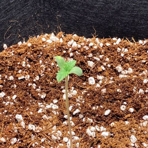Super Sensi Star growlog photo: Date: January 24, 2026 (12:30 PM)
Strain: Super Sensi
Medium: GROW!T coco coir + Growwbetter perlite (70/30)
Pot: Fabric pot
Stage: Day 7 post-transplant / Day 4 sprout
Environment (latest ~12:30 PM):
• Air Temp: ~21–24°C
• Air Humidity: ~70% (Targeting 0.7-0.8 kPa VPD)
• Light: SF1000 EVO – Adjusted to 24 inches (was 30"), Intensity: 40%
• Schedule: 18/6 (06:00 AM – 12:00 AM)
Plant Update:
• Height: Now 2 7/8 inches (~7.3 cm). Grew 3/8" since 10:15 PM last night. She is officially "reaching" for the light.
• True Leaves: First set of jagged leaves are becoming more prominent between the cotyledons.
• Stem: Long and slender (stretching). Color looks healthy, but height needs to be managed to prevent flopping.
• Soil: Top layer is dry to the touch, but moist underneath. No water added.
Actions Taken Today:
• Light Adjustment: Lowered the Spider Farmer SF1000 from 30" down to 24" to increase PPFD and stop the vertical stretching.
• Intensity Check: Kept at 40% to avoid light stress while increasing delivery by proximity.
• Watering: Held off; layers below the surface still hold sufficient moisture.
Issues / Notes:
• Stretching: She grew nearly 1/2" in less than 24 hours. This confirms the light was too high at 30". Lowering to 24" should tighten up the node spacing.
• Pale Spot: Monitor if the spot from yesterday is still present on the cotyledon; if it hasn't spread, it remains a non-issue.
Plan for Rest of Today / Tomorrow:
• Monitoring Stretch: Check height tonight/tomorrow morning. If she's still zooming upward, I'll consider bumping intensity to 50%.
• Watering: Likely will need a light feeding tomorrow morning. Prepare Cal-Mag buffered water (pH 5.8–6.2).
• Support: If the stem looks wobbly due to the height, I will gently mound a little coco around the base for stability.
• Airflow: Consider starting a very light indirect breeze tomorrow to strengthen the "leggy" stem.
Overall: She is a fast grower! The jump to 2 7/8" shows high vigor. By dropping the light today, we are pivoting from "growing tall" to "growing strong." Environment remains dialed in.
Happy growing! 🌱