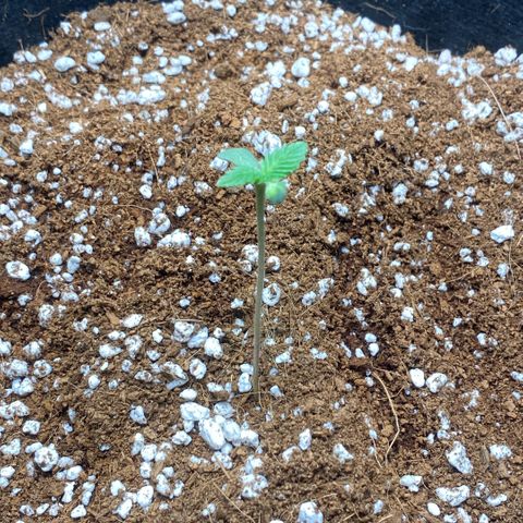 Super Sensi Star growlog timeline photo