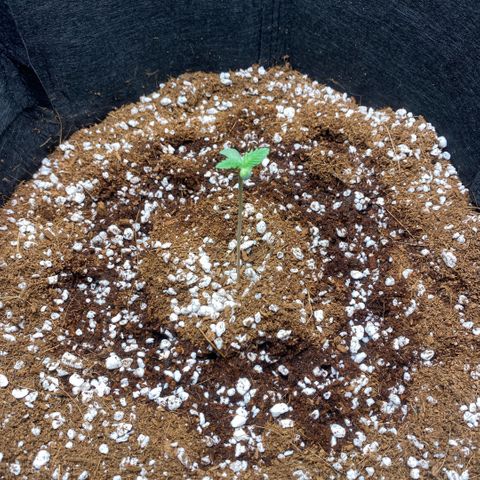 Super Sensi Star growlog timeline photo