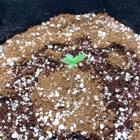 Super Sensi Star growlog photo: Time: 5:53 PM
Fan Status: Manual Mode, Gear 1, Natural Wind/Oscillation ON.
Visual: Airflow is gentle; no aggressive stem movement (Safety Precaution).
Vitals: Temp 21.4°C, Humidity 71.6%, VPD 0.72 kPa.