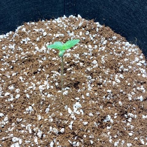 Super Sensi Star growlog timeline photo