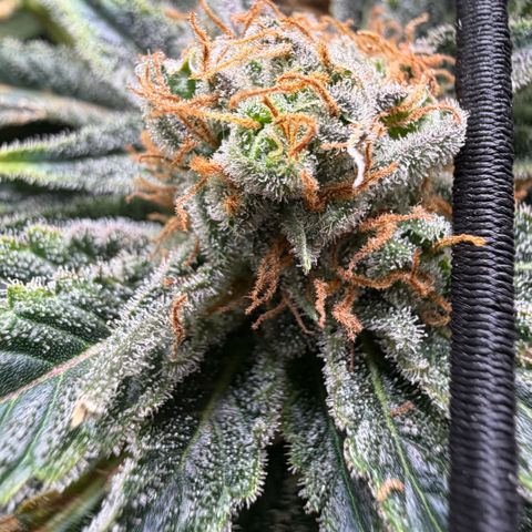 Foto do cronograma do growlog de Super Sensi Star