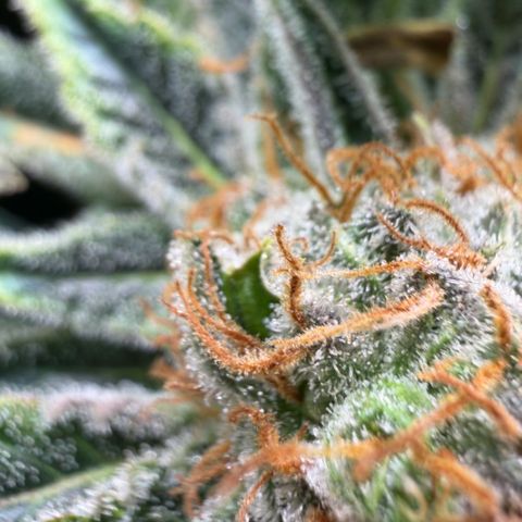 Foto do cronograma do growlog de Super Sensi Star
