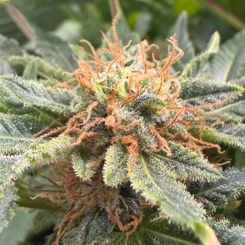 Foto do cronograma do growlog de Super Sensi Star