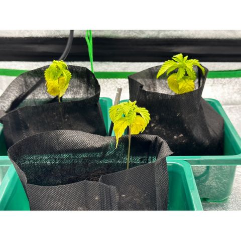 Lemon Tree growlog timeline photo