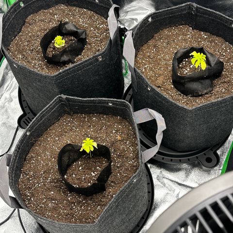 Lemon Tree growlog timeline photo