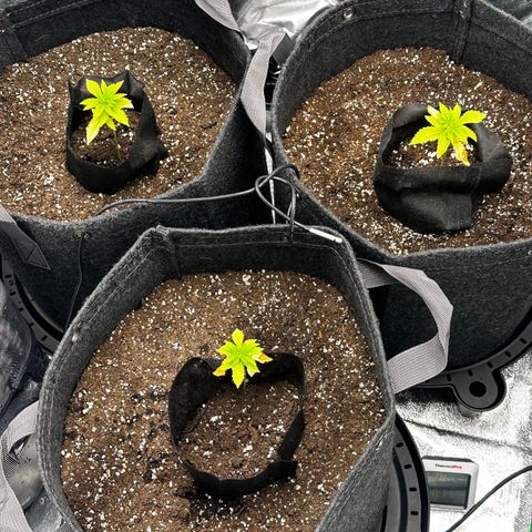 Lemon Tree growlog timeline photo