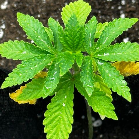 Lemon Tree growlog timeline photo