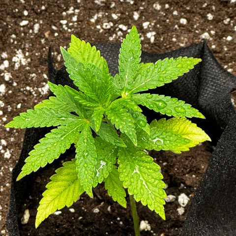 Lemon Tree growlog timeline photo