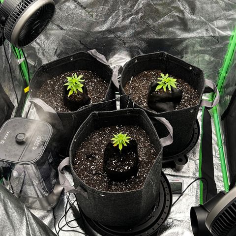 Lemon Tree growlog timeline photo