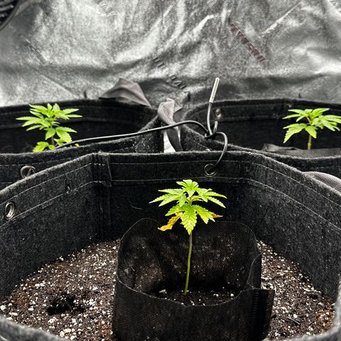 Lemon Tree growlog timeline photo