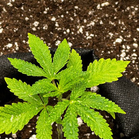 Lemon Tree growlog timeline photo