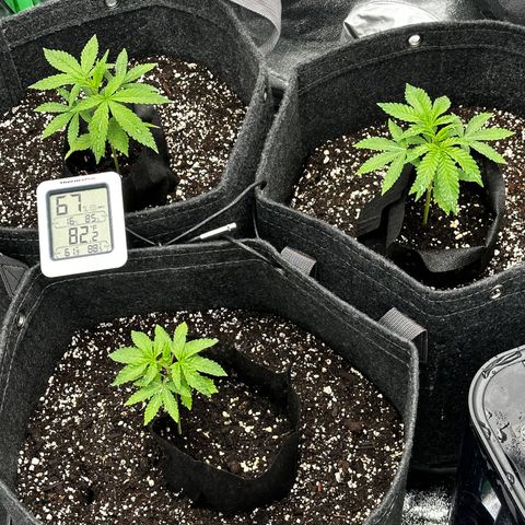 Lemon Tree growlog timeline photo