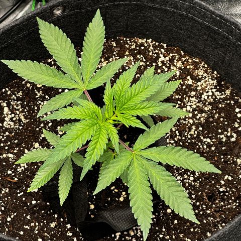 Lemon Tree growlog timeline photo