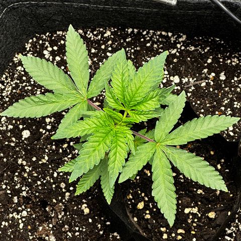 Lemon Tree growlog timeline photo