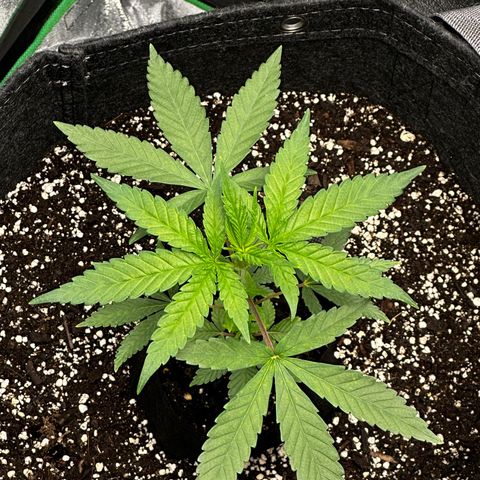 Lemon Tree growlog timeline photo