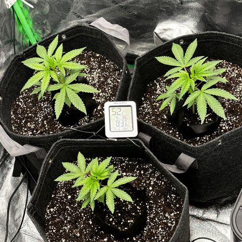 Lemon Tree growlog timeline photo