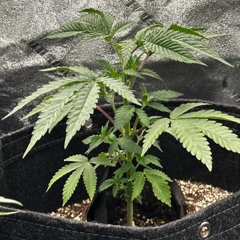 Lemon Tree growlog photo: Topped