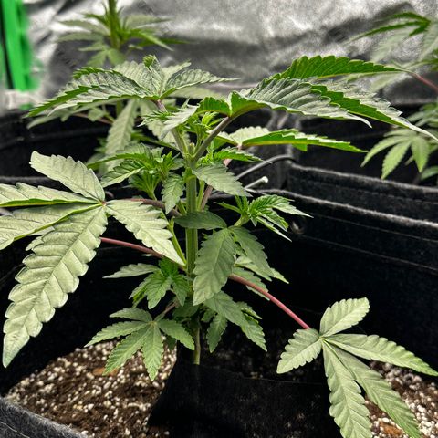 Lemon Tree growlog photo: Topped