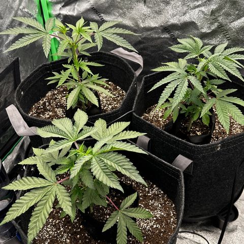 Lemon Tree growlog photo: Topped