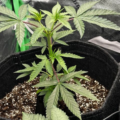 Lemon Tree growlog photo: Topped