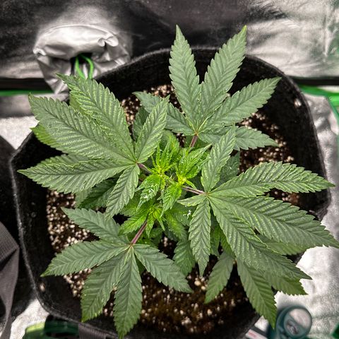 Lemon Tree growlog timeline photo