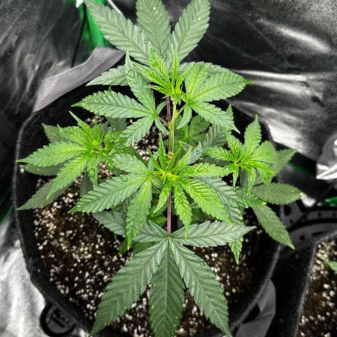 Lemon Tree growlog timeline photo