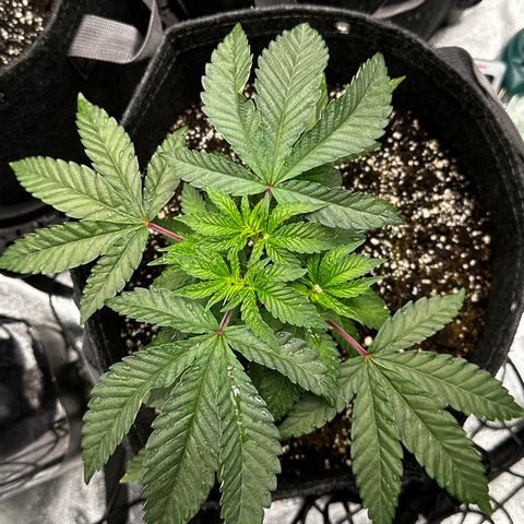 Lemon Tree growlog timeline photo