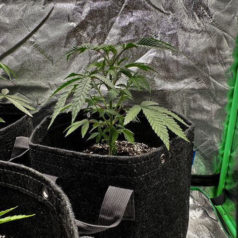 Lemon Tree growlog timeline photo
